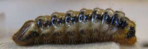 Larvae